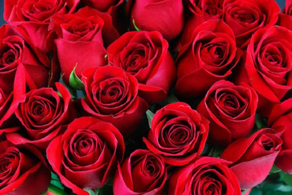प्रेम दिवसमा कोरोनाको असर : बिकेन प्रेमको प्रतीक गुलाफ